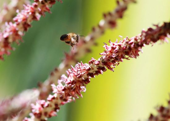 É DO AÇAÍ - Mel da florada do açaí possui altos teores de compostos antioxidantes